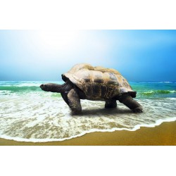 پوستردیواری سه بعدی طرح لاکپشت در ساحل کد Nm.038
