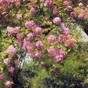 پوستر کاغذ دیواری باغ گل رز