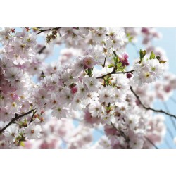 پوستر دیواری طرح شکوفه‌های گیلاس