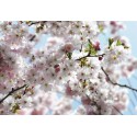 پوستر دیواری طرح شکوفه‌های گیلاس